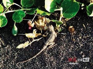 東疆沙蜥 東疆沙蜥