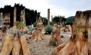 長子木化石自然保護區 長子木化石自然保護區