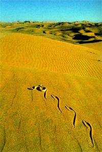 角響尾蛇 角響尾蛇