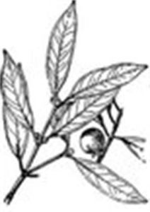 尖葉藤黃 尖葉藤黃