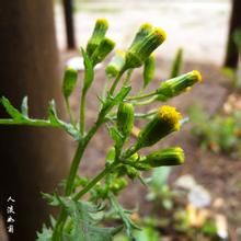 掌裂華千里光 掌裂華千里光