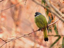 綠鸚嘴鵯 綠鸚嘴鵯