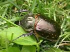 葛蛀犀金龜