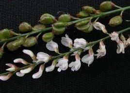 草木樨狀黃耆 草木樨狀黃耆