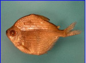 蓋亞那短蜴脂鯉 蓋亞那短蜴脂鯉