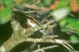 巴西竄鳥 巴西竄鳥