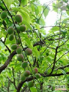 中國青梅之鄉 中國青梅之鄉