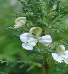 康泊東葉馬先蒿 康泊東葉馬先蒿