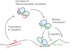 逆轉座子 逆轉座子