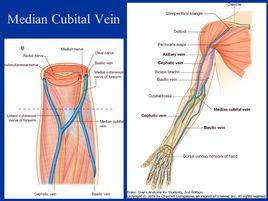 肘正中靜脈 肘正中靜脈