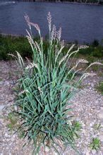 東方羊茅 東方羊茅