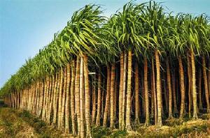 白玉紫霜蔗 白玉紫霜蔗