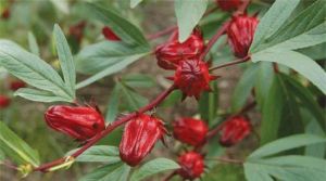 大尖熱帶水果 大尖熱帶水果