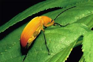 紅背朽木蟲 紅背朽木蟲