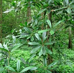 塔序潤楠 塔序潤楠