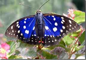 （圖）農業昆蟲學