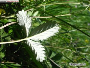 多齒雪白委陵菜 多齒雪白委陵菜