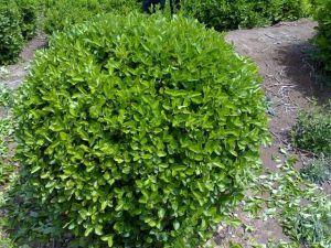 染用衛矛 染用衛矛