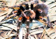 墨西哥橙膝頭蜘蛛 墨西哥橙膝頭蜘蛛