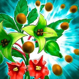 魔界鳳仙花種 魔界鳳仙花種