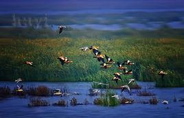 異龍湖濕地 異龍湖濕地