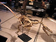 （圖）伶盜龍的骨架，位於布魯塞爾