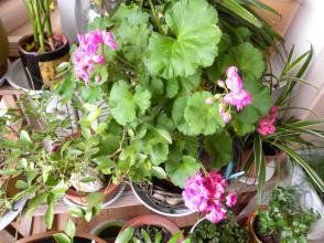 小花報春茜 小花報春茜