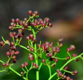 南酸棗[南酸棗]