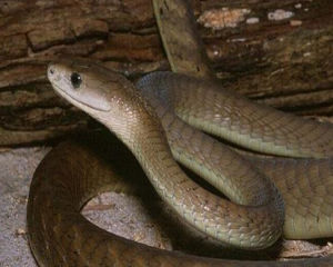 裂須海蛇 裂須海蛇