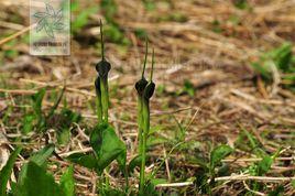 三棱草[植物別名]