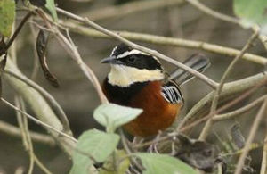 秘魯月胸竄鳥 秘魯月胸竄鳥