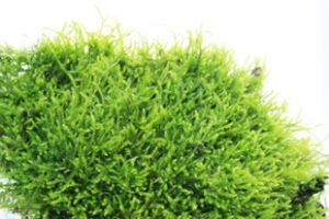 斷葉曲尾蘚 斷葉曲尾蘚