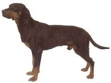 南斯拉夫山地獵犬 南斯拉夫山地獵犬