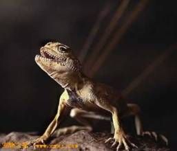 葉城沙蜥 葉城沙蜥