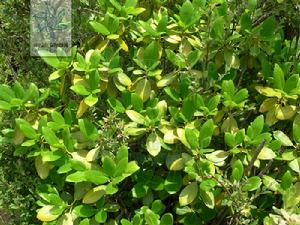 金背隴蜀杜鵑 金背隴蜀杜鵑