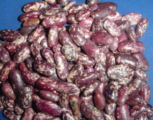 紫花紅豆 紫花紅豆