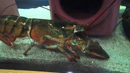 螯龍蝦屬 螯龍蝦屬