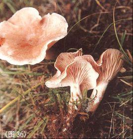 肉色濕傘 肉色濕傘