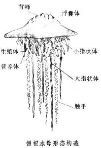 僧帽水母屬 僧帽水母屬