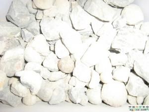 吉多果化石 吉多果化石