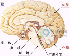 （圖）腦膜瘤