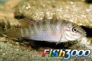 斑尾鳳凰 斑尾鳳凰