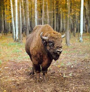 白臀野牛 白臀野牛