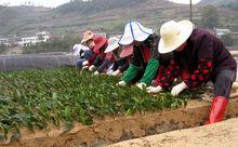 茶[中國傳統飲品]