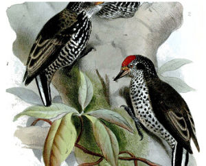 眼斑姬啄木鳥 眼斑姬啄木鳥