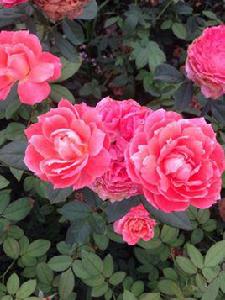 大豐收[薔薇屬栽培品種]