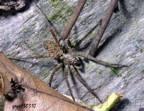 草原狼蛛 草原狼蛛