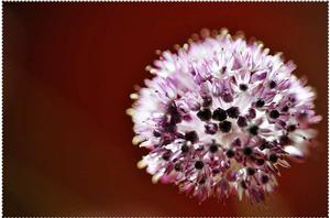 鑽石花[白花丹科花卉]