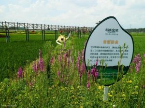 稻夢空間 稻夢空間