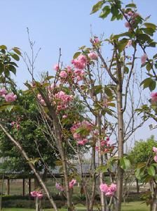 日本櫻花 日本櫻花